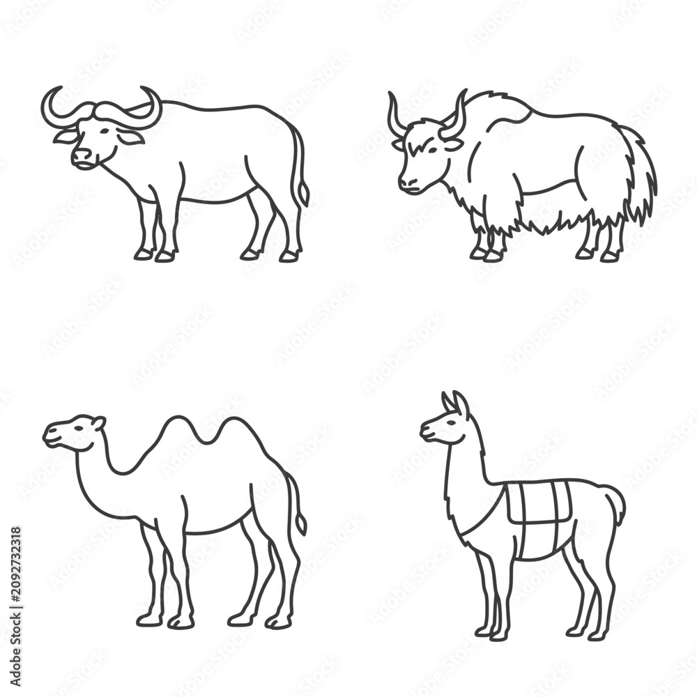Obraz premium Line Art Icons of Farm Animals: Buffalo, Yak, Camel, Llama