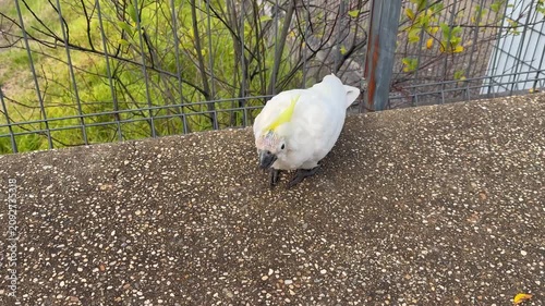 Footage of an old Sulphur Crested Cockatoo foraging for food on a concrete footpath on a sunny day in a local town in the Blue Mountains in New South Wales, Australia