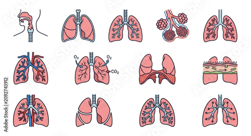 Obraz na płótnie Collection of Medical Illustrations Depicting Human Lungs and Respiratory System Anatomy