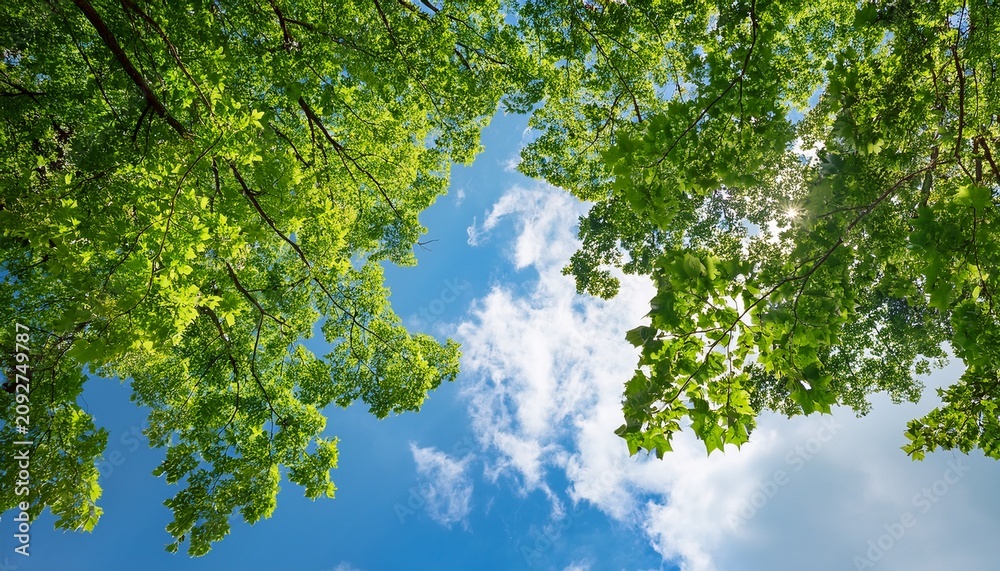 Fototapeta premium Vibrant Green Tree Branches With Lush Leaves Stretching Towards A Bright Blue Sky With Fluffy White Clouds On A Sunny Summer Day