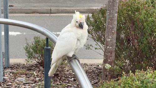 Footage of an old Sulphur Crested Cockatoo standing on a pedestrian footpath hand rail while looking for food on a sunny day in a local town in the Blue Mountains in New South Wales, Australia
