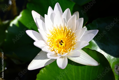 Foto White water lily floating on green lily pads