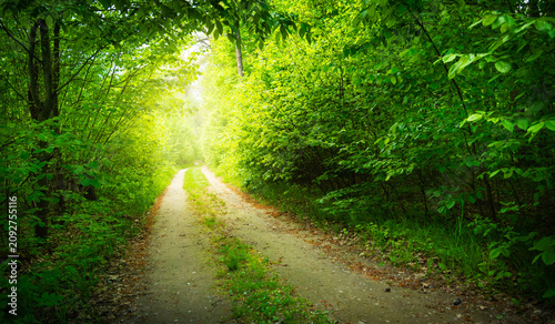Quadro su tela Sunlit dirt forest path surrounded by lush green trees, natural landscape photo