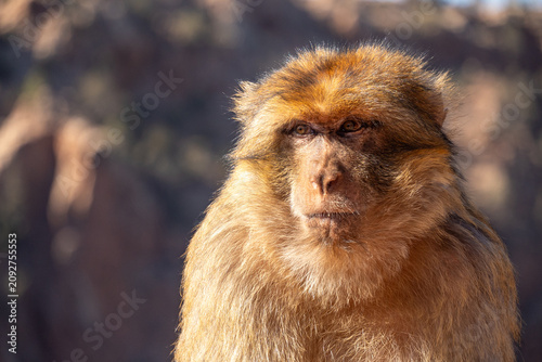 Fotografie Close up of a barbary macaque (Macaca sylvanus) at Ouzoud Falls, Morocco