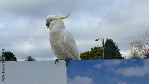 Footage of a Sulphur Crested Cockatoo standing on a wooden fence on a sunny day in a local town in the Blue Mountains in New South Wales, Australia