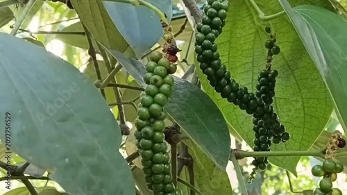 Another detailed view of a lush Piper Nigrum vine swaying in the breeze, displaying fresh green pepper spikes on a tropical small scale organic spice farm in Sri Lanka.