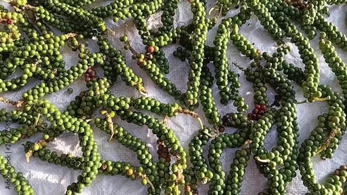 Slow Tracking Shot Above Green Peppercorns Drying in the Sun on a Small Scale Organic Spice Farm in Sri Lanka