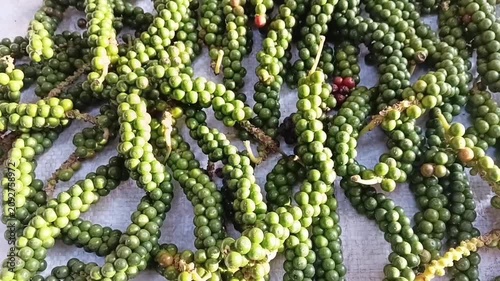 Another Slow Tracking Shot Above Green Peppercorns Drying in the Sun on an Organic Small Scale Spice Farm in Sri Lanka