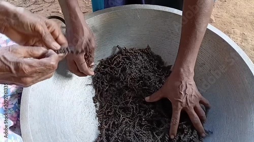 Hands Separating Black Pepper from Dried Spikes during Post Harvest Processing on an Organic Small Scale Farm in Sri Lanka