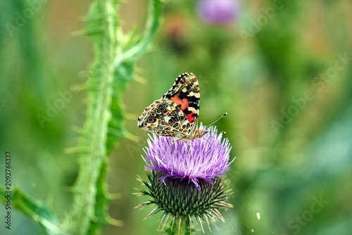 butterfly peacock on purple flower thistle ruffled in summer