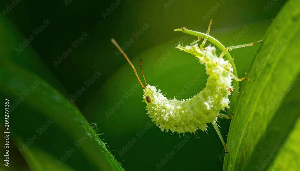 Fototapeta premium Spittlebug larva covered in frothy protective casing on green plant stem