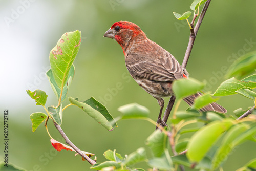 Foto Male house finch perched in a tree.