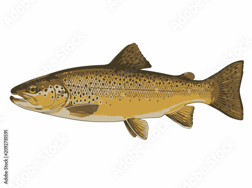 Detailed illustration of a brown trout fish