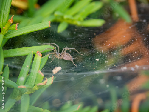 Εκτύπωση καμβά Macro photograph of a common house spider sitting in its intricate funnel web sp