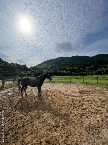 horse in the field