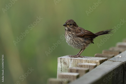 Photos Plucky Immature Song Sparrow on Post