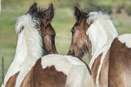 juvenile female Gypsy Vanner Horse filly foals together