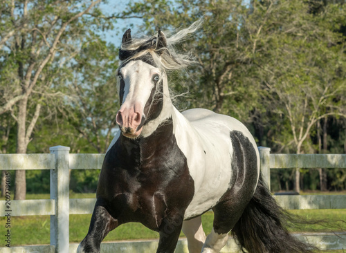 Tableau sur toile adult male Gypsy Vanner Horse gelding runs in grass field with white fence