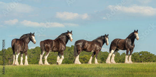 Photos four adulr male Shire Draft Horse geldings on hilltop with blue sky