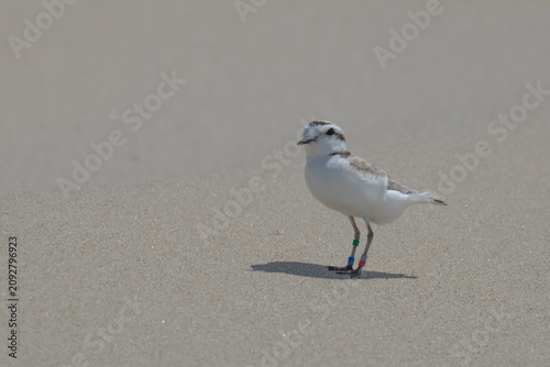 Endangered Snowy Plover with Leg Bands on Nehalem Oregon Beach
