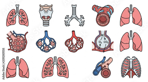 Fotografie Collection of Hand Drawn Anatomical Illustrations of Human Lungs and Respiratory System