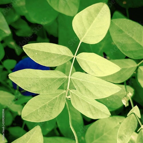 фотографія Fresh green aparajita leaves texture with subtle blue butterfly pea flower in ba