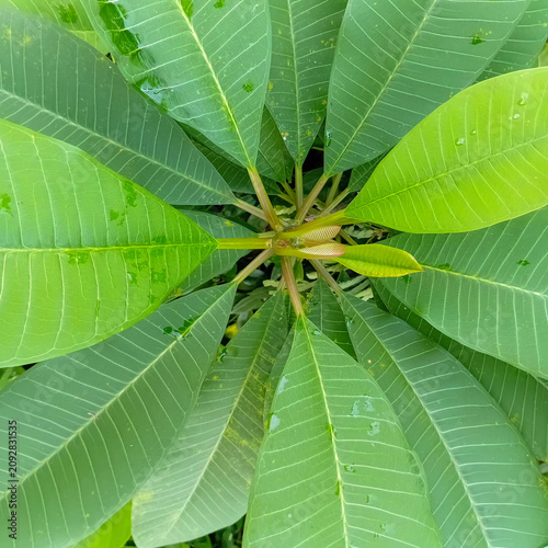 Top view of fresh green tropical plumeria leaves arranged in a radial pattern with water drops