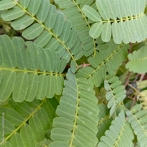 Close-up of fresh green tamarind plant leaves Tamarindus indica natural botanical background