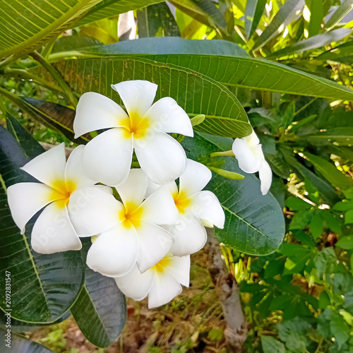 Close up of fresh white and yellow plumeria flowers blooming on a tree with lush green leaves