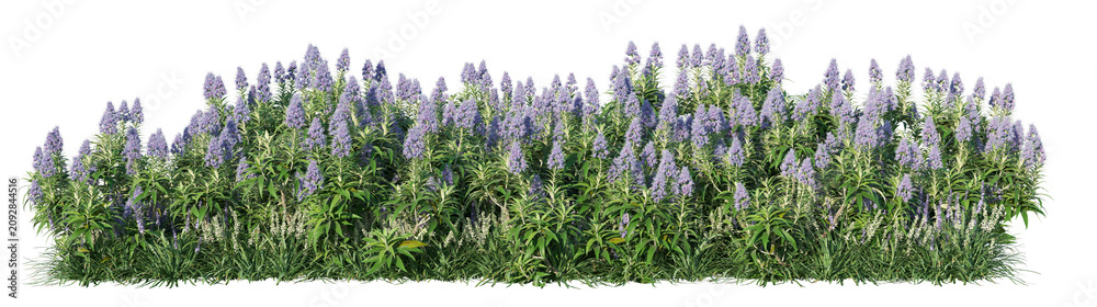 Fototapeta premium Pride of Madeira Isolated PNG, Flowering Mixed Shrub Border, Transparent Background
