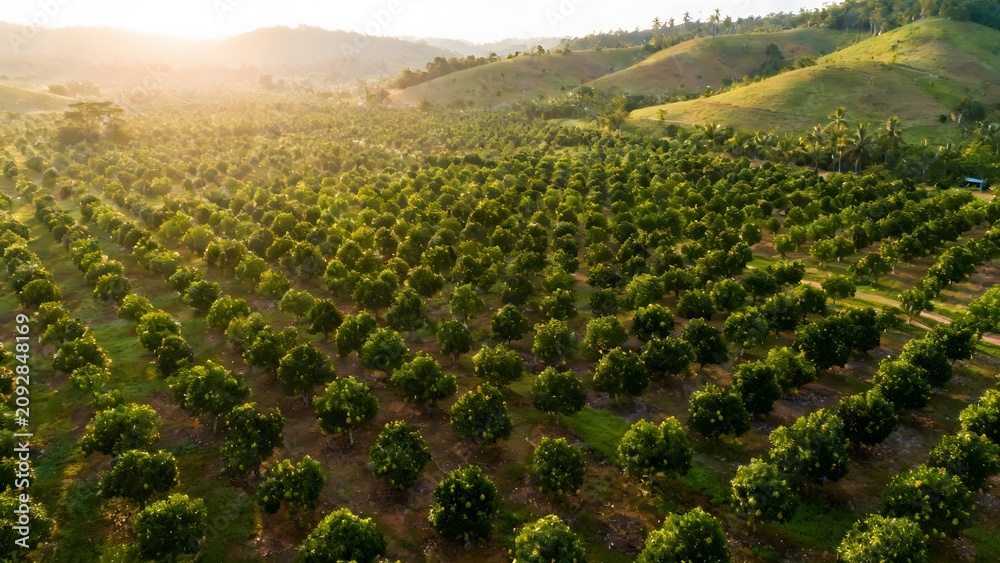 Fototapeta premium Aerial View of Tropical Jackfruit Plantation and Sustainable Agriculture
