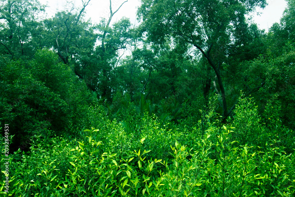Fototapeta premium Green forest growing in nature