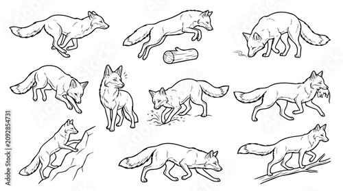 Tableau sur toile Hand drawn fox line art collection, wild animal sketches in various poses, black