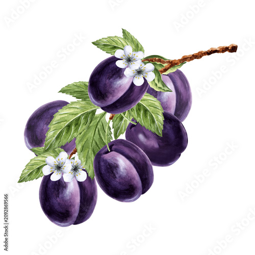Plums with flowers and leaves on branch watercolor hand drawn illustration isolated. Fruits for healthy eating design. Farm food product for packaging jam, juice, prunes, coctail, skincare, baby food.