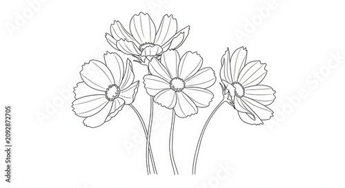 Elegant Line Art Drawing of Daisy Flowers.