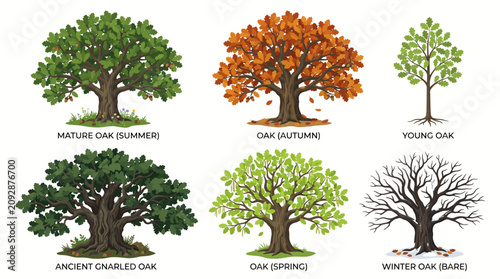 Set of oak trees in different seasons and ages illustration.