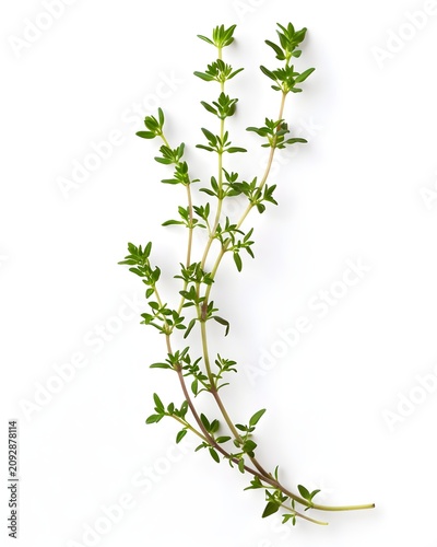 fresh thyme stem with tiny leaves isolated on white background