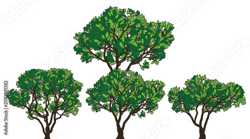 Illustrazione vettoriale di un gruppo di tre alberi stilizzati con chiome verdi rigogliose e tronchi marroni, isolati su sfondo bianco per progetti grafici e design naturalistico.
