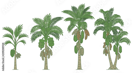 Illustrazione vettoriale di quattro alberi di papaya in diverse fasi di crescita e maturazione, con frutti verdi e maturi su tronchi distinti, isolati su uno sfondo bianco pulito.