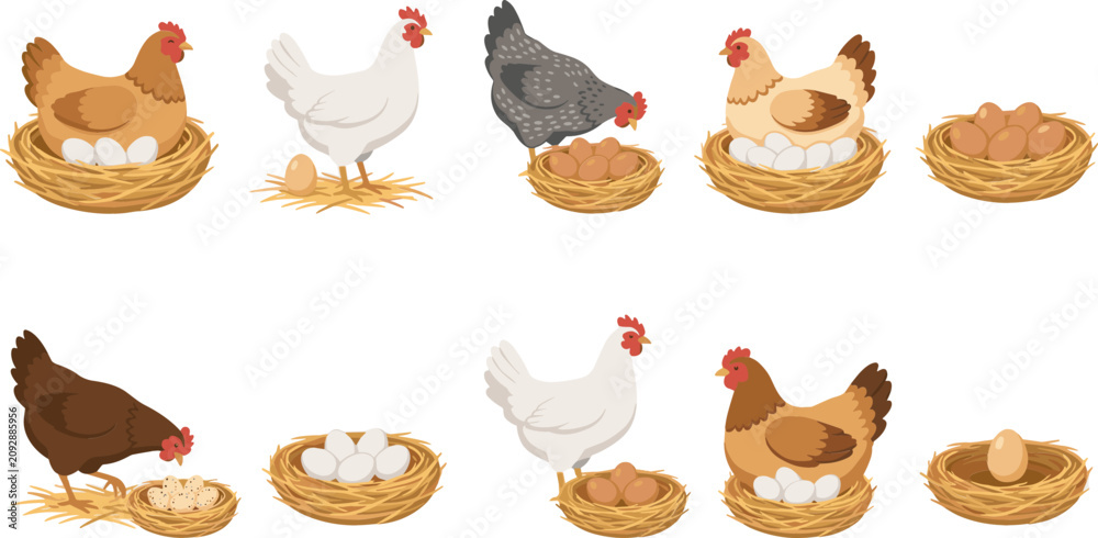 Obraz premium Poultry Farming and Chicken Breeding Vector Icon Set Featuring Hens Brooding in Straw Nests Laying White and Brown Eggs and Feeding on Grains