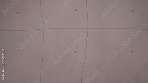 Konstfotografi Microscopic view of cells with nuclei