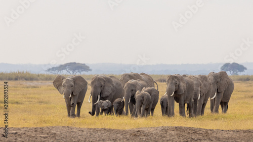 African elephant breeding herd with a young calf walking directly toward the camera across the dusty savannah plains of Amboseli National Park, Kenya.