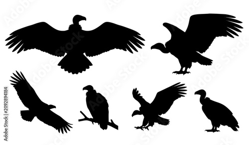 Fotografía Griffon Vulture Silhouette Vector Collection with Spread Wings