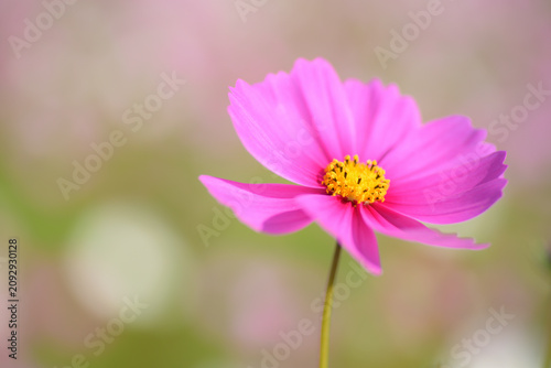 Foto Soft bokeh effect and a single pink cosmos flower.（秋桜）