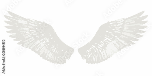 Bild auf Leinwand Angel wings a pair of feathered wings on a white background