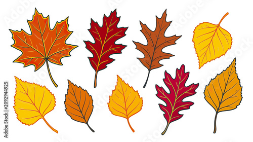 Autumn Leaves Collection: Vibrant Fall Foliage in Various Shapes and Colors