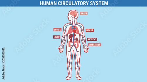 Tableau sur toile Human Circulatory System Full Body Diagram