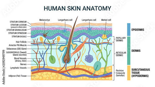 Foto Human Skin Anatomy Diagram: Epidermis, Dermis, Hypodermis, Layers, Cells, Hair F