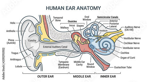 Obraz na płótnie Human Ear Anatomy Diagram: Outer, Middle, and Inner Ear Sections