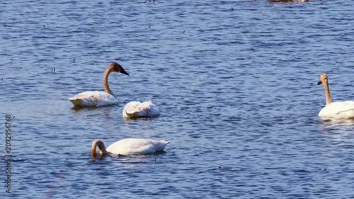 Four trumpeter swans (Cygnus buccinator) forage on a Minnesota lake, repeatedly dipping their brown-stained necks and heads underwater to feed on aquatic vegetation.